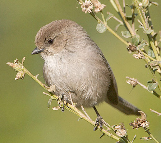 Bushtit - Bird Species | Frinvelis jishebi | ფრინველის ჯიშები