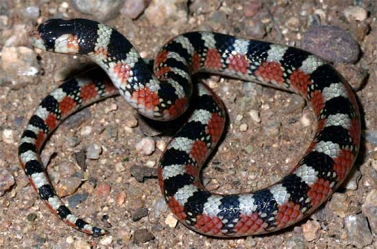 THORNSCRUB HOOK-NOSED SNAKE  <br />   Gyalopion quadrangulare - snake species | gveli | გველი