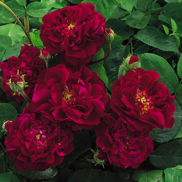 Tuscany Superb - Rose Varieties | VARDI | ვარდი                                                                                                                
