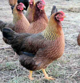Welsummer 3 - chicken Breeds | ქათმის ჯიშები | qatmis jishebi