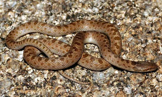 Hypsiglena chlorophaea (torquata) loreala - Mesa Verde Nightsnake - snake species | gveli | გველი