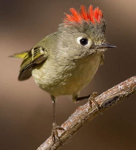Ruby-crowned Kinglet - Bird Species | Frinvelis jishebi | ფრინველის ჯიშები