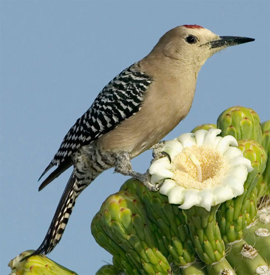 Gila Woodpecker - Bird Species | Frinvelis jishebi | ფრინველის ჯიშები