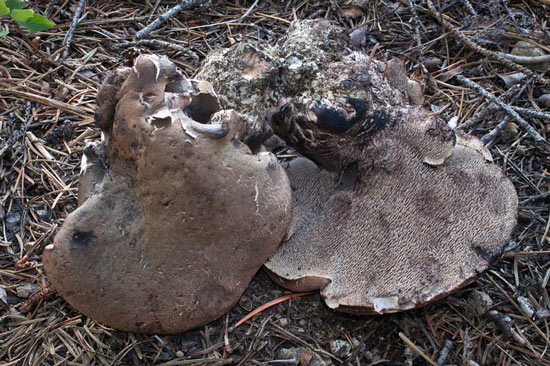 Sarcodon laevigatus - Fungi species | sokos jishebi | სოკოს ჯიშები
