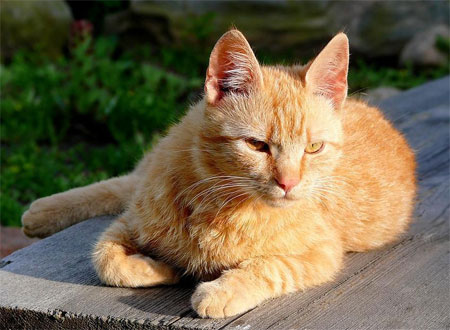 Brazilian Shorthair 4 - cat Breeds | კატის ჯიშები | katis jishebi