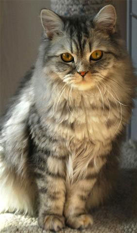 British Semi-Longhair 1 - cat Breeds | კატის ჯიშები | katis jishebi