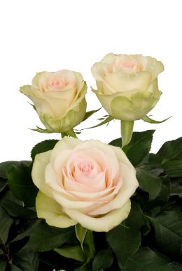 Amuse - Rose Varieties | VARDI | ვარდი                                                                                                                
