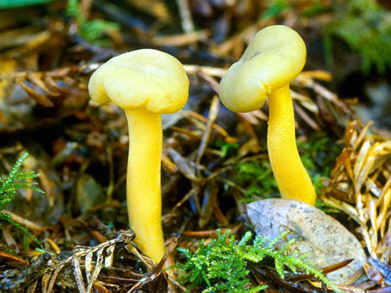 Jelly Bellies: Leotia lubrica - Fungi species | sokos jishebi | სოკოს ჯიშები