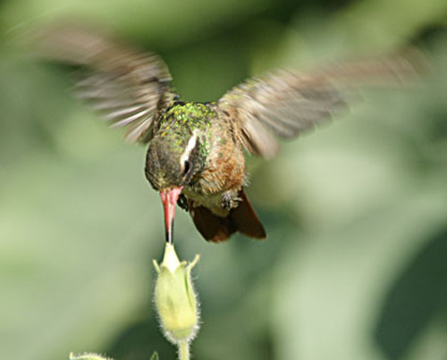 Xantus's Hummingbird - Bird Species | Frinvelis jishebi | ფრინველის ჯიშები