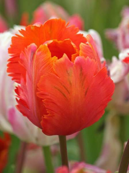 Orange Favourite -                                                         Species Tulip| TITA | ტიტა                                                        