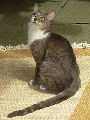 Brazilian Shorthair 2 - cat Breeds | კატის ჯიშები | katis jishebi