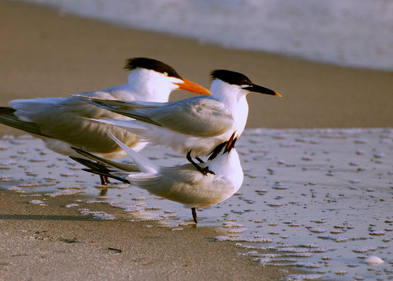 Sandwich Tern - Bird Species | Frinvelis jishebi | ფრინველის ჯიშები