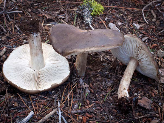 Melanoleuca evenosa - Mushroom Species Images