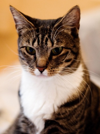 American Polydactyl - cat Breeds | კატის ჯიშები | katis jishebi