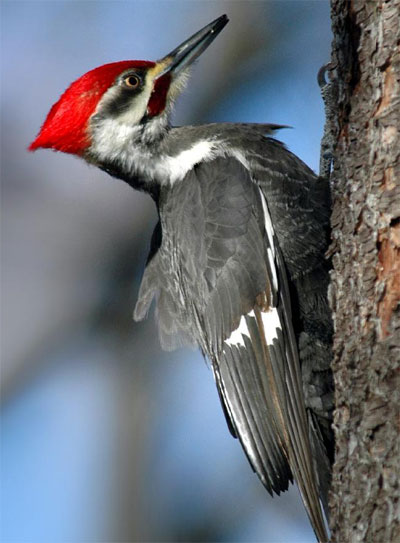 Pileated Woodpecker - Bird Species | Frinvelis jishebi | ფრინველის ჯიშები