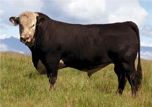 Hays Converter - COW BREEDS | DZROXIS JISHEBI | ძროხის ჯიშები