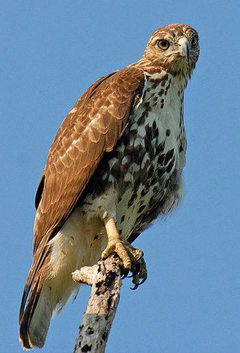 Broad-winged Hawk - Bird Species | Frinvelis jishebi | ფრინველის ჯიშები