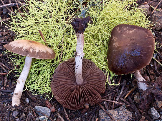 Psathyrella ellenae var. yubaensis  - Mushroom Species Images