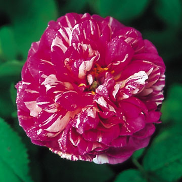 Camaieux - Rose Varieties | VARDI | ვარდი                                                                                                                