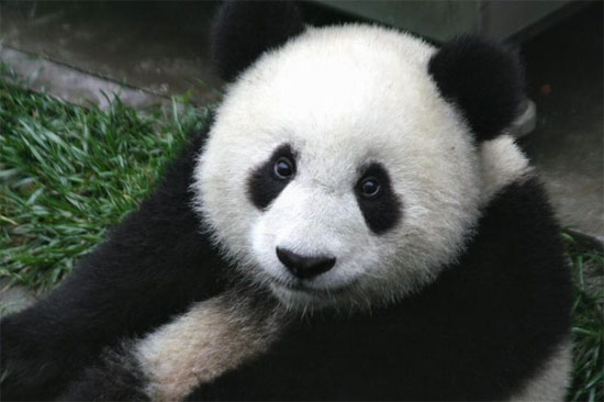 Giant Panda Bear - bears species | datvis jishebi | დათვის ჯიშები