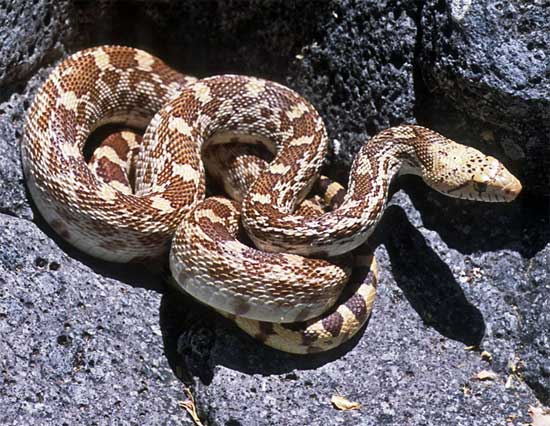 Pituophis catenifer affinis - Sonoran Gopher Snake - snake species | gveli | გველი
