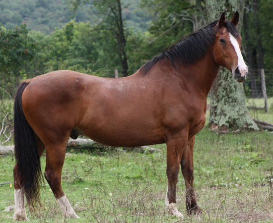 ცხენი American Warmblood Horse - ის სურათი