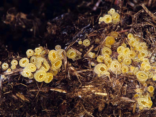 Byssonectria terrestris - Fungi species | sokos jishebi | სოკოს ჯიშები