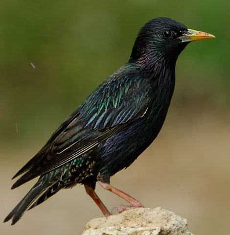 European Starling - Bird Species | Frinvelis jishebi | ფრინველის ჯიშები