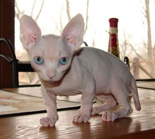 Bambino cat 1 - cat Breeds | კატის ჯიშები | katis jishebi