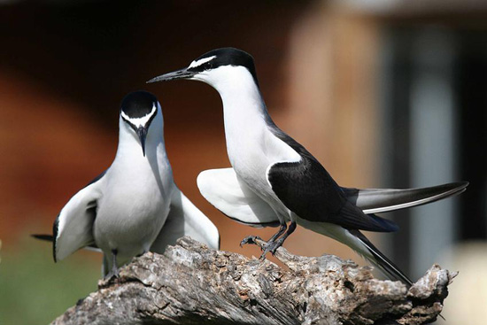 Bridled Tern - Bird Species | Frinvelis jishebi | ფრინველის ჯიშები