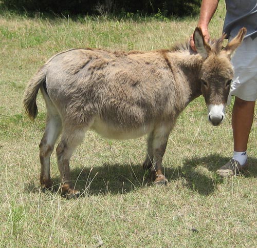 Miniature Donkey - donkeys breeds | viris jishebi | ვირის ჯიშები