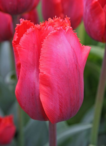 Arma -                                                         Species Tulip| TITA | ტიტა                                                        