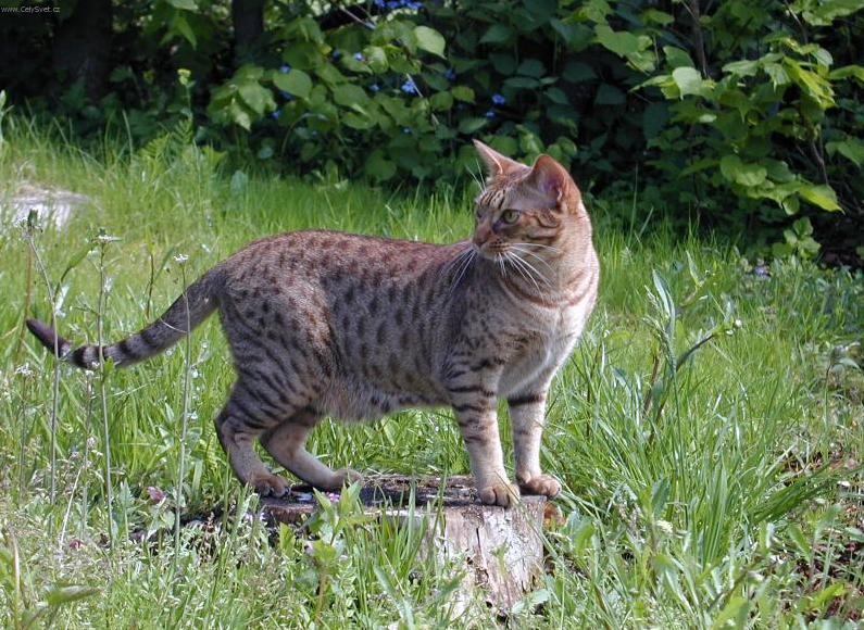 Ocicat 2 - cat Breeds | კატის ჯიშები | katis jishebi