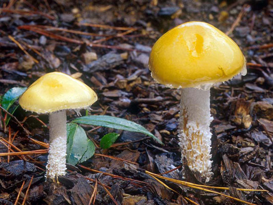 Stropharia ambigua - Mushroom Species Images