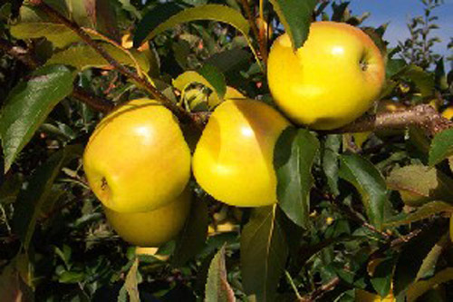 Golden Delicious - Apple Varieties