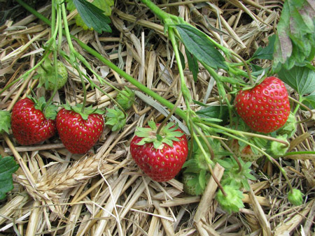 Daroyal - Strawberry Varieties