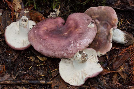 Russula cyanoxantha - Mushroom Species Images