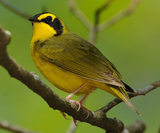 Kentucky Warbler - Bird Species | Frinvelis jishebi | ფრინველის ჯიშები