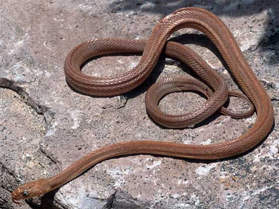 Bogertophis rosaliae (BC) - Baja California Rat Snake - snake species | gveli | გველი
