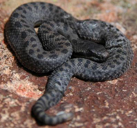 Crotalus pricei pricei - Western Twin-spotted Rattlesnake - snake species | gveli | გველი