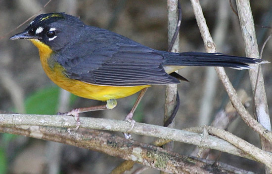 Fan-tailed Warbler - Bird Species | Frinvelis jishebi | ფრინველის ჯიშები