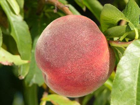 John Boy ll - Peach Varieties