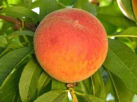 Redhaven - Peach Varieties