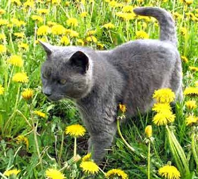 russian blue breeders