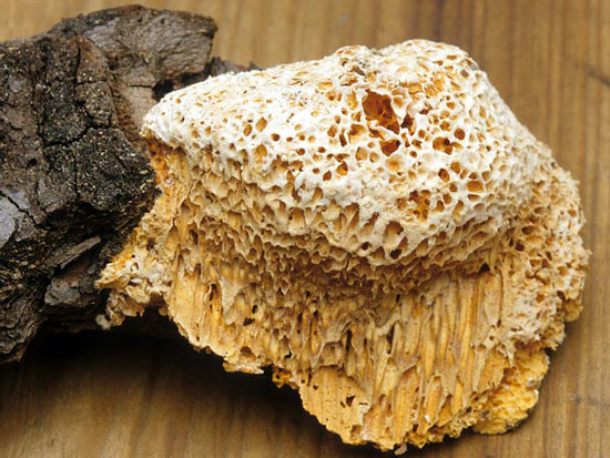 Pycnoporellus alboluteus - Mushroom Species Images