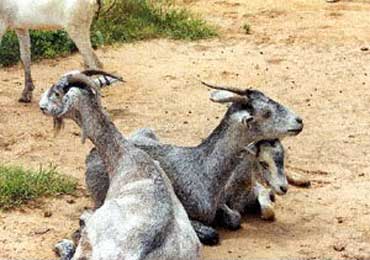 Jining Grey Goat - goats Breeds | txis jishebi | თხის ჯიშები