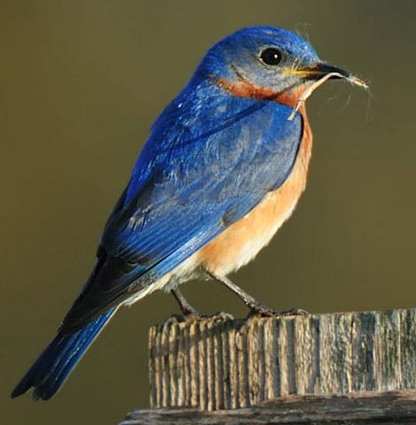 Eastern Bluebird - Bird Species | Frinvelis jishebi | ფრინველის ჯიშები