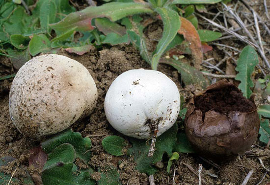 Bovista pila - Mushroom Species Images