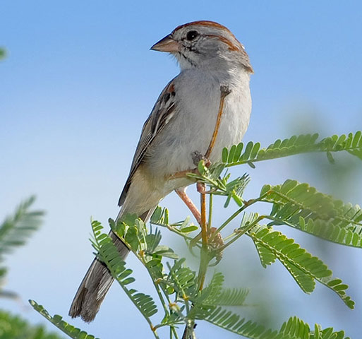 Rufous-winged Sparrow - Bird Species | Frinvelis jishebi | ფრინველის ჯიშები
