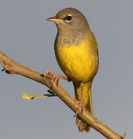 MacGillivray's Warbler - Bird Species | Frinvelis jishebi | ფრინველის ჯიშები